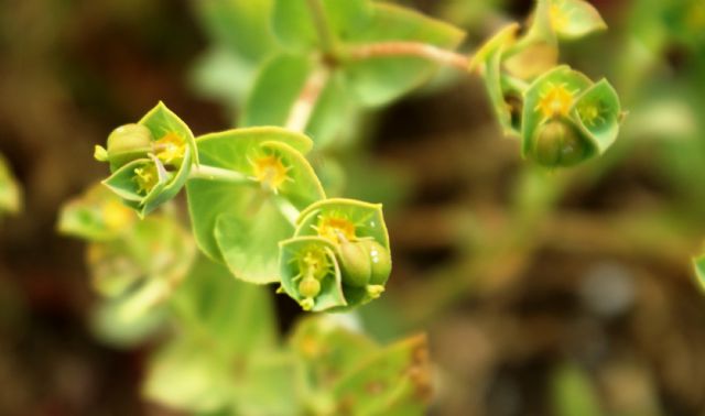 Euphorbia terracina / Euforbia di Terracina